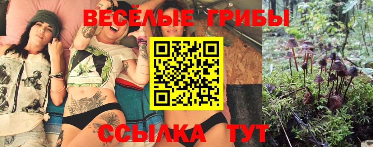 Псилоцибиновые грибы Psilocybine cubensis Омск